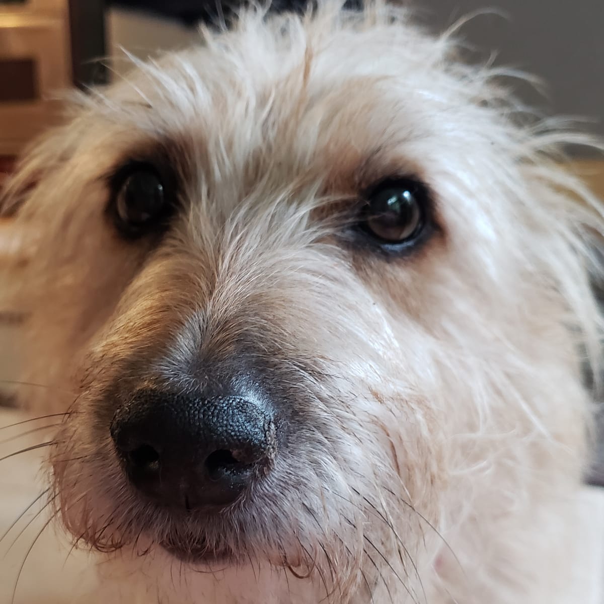 A Dog Eat Trump Debate