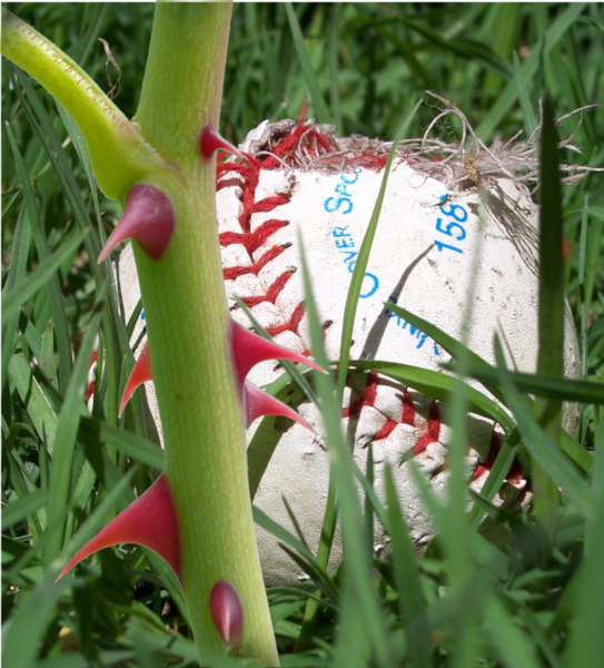 Rose is only Thorns for Baseball